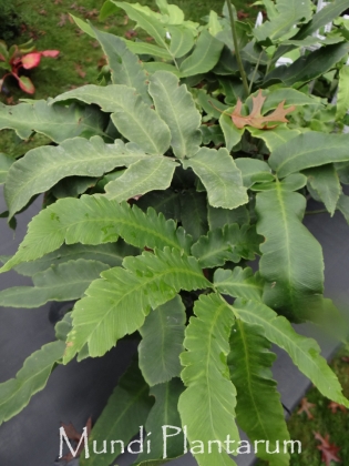 Dryopteris sieboldii Mundi Plantarum